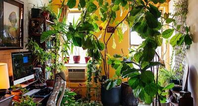 نکات کاربردی برای نگهداری گیاهان آپارتمانی در پاییز