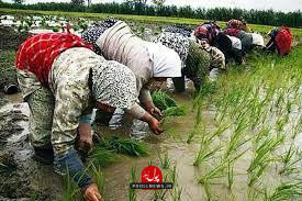 شکوفایی گردشگری کشاورزی به همت منطقه آزاد انزلی
