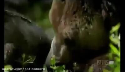 فیلم درگیری گرگ‌ها و خرس برای طعمه