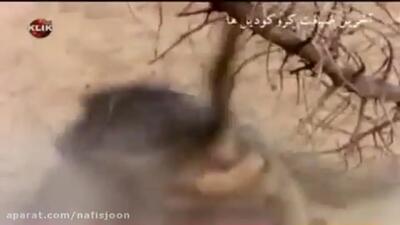 فیلم نبرددیدنی میمون بابون و کروکودیل
