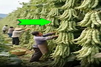 کشاورزی نوین؛ مزرعه باقالی زدن دونه ای تا نصف قد آدم میرسه موقع چیدن دیسک کمر میگیرن