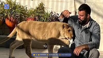 مرگ شیر امیر علی‌اکبری در پارک ارم