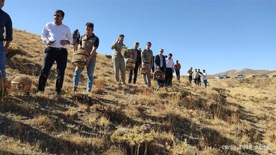 ۸۵ قطعه کبک وحشی در سقز به طبیعت بازگشتند