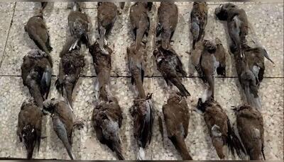 دستگیری شکارچی غیرمجاز با کشف ۲۲ قطعه پرنده شکار شده در کازرون