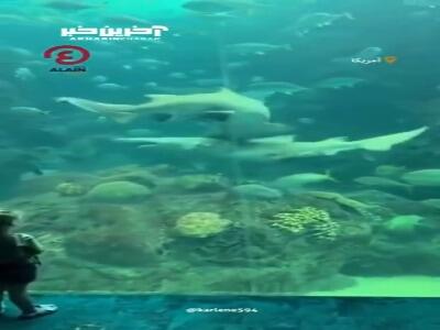 درگیری ترسناک دو کوسه در آکواریوم