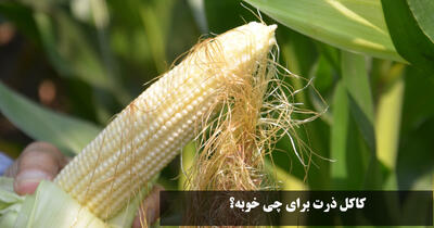 کاکل ذرت برای چی خوبه؟ خواص کاکل ذرت برای کلیه، عفونت، رحم و قاعدگی