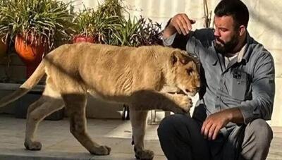 مرگ شیر «امیرعلی اکبری» در باغ وحش ارم؛ علت حادثه، درگیری با همنوع اعلام شد