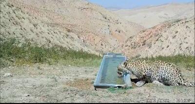 فیلم دیدنی از حضور پلنگ در ارتفاعات فیروزکوه