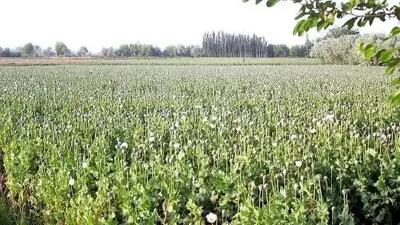 تصویب قانون جدید/ کِشت خشخاش در ایران آزاد شد