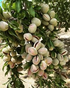با خرید نهال بادام، چگونه درآمد خود را 7 برابر کنیم؟
