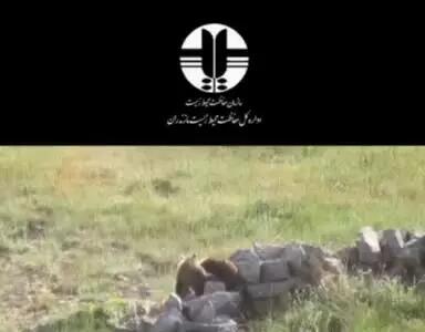 بازی گوشی دو توله خرس قهوه‌ای در کنار مادرشان