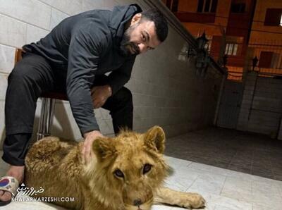 مرگ تلخ «آقا لئو»؛ توله شیر ورزشکار MMA در باغ وحش ارم +عکس