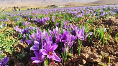 فصل کاشت پیاز زعفران آغاز شد + فیلم