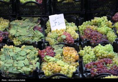 ممسنی میزبان جشنواره انگور در استان فارس می‌شود - تسنیم