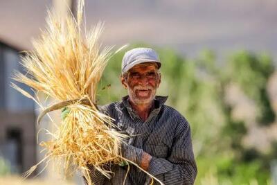 اطلاعیه دولت برای واریز مطالبات کشاورزان