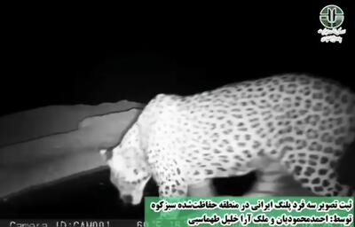 ثبت تصویر سه فرد پلنگ ایرانی در منطقه حفاظت‌شده سبزکوه