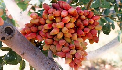سیستان و بلوچستان پیشرو در تولید پسته ارگانیک کشور