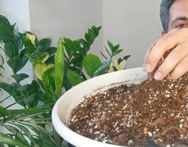 راز رشد و پاجوش دهی زامیفولیا و سانسوریا در خاک مناسب