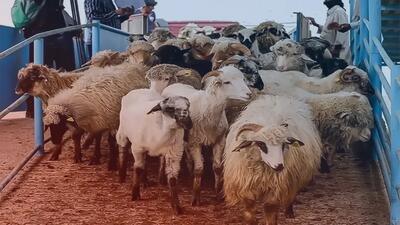 قیمت دام زنده امروز ۲۰ شهریور ۱۴۰۴ | رشد نرخ گوسفند و گوساله تا ۳۴۰ هزار تومان