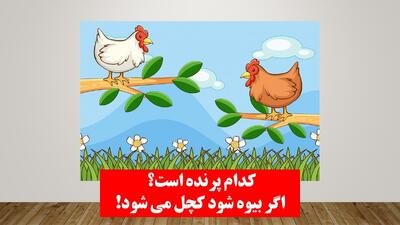 چیستان: کدام پرنده است که اگر بیوه شود کچل می شود؟