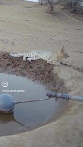 گربه‌ وحشی در شنزارهای کرخه، نمادی از بقا و آزادی + فیلم
