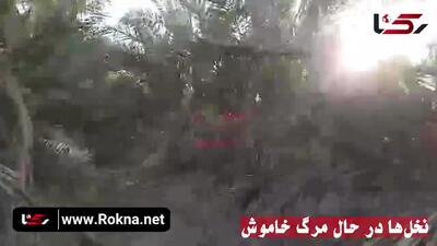 ۲۸۰۰ میلیارد تومان خسارت در یک فصل؛ نخلستان‌های آبادان زیر تیغ آب شور/ این بحران بیش از آن‌که محلی باشد، زنگ خطری ملی است   + فیلم