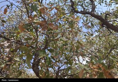 جنگل‌های بلوط کهگیلویه و بویراحمد در آستانه نابودی؛ 100 میلیارد تومان اعتبار برای نجات ریه‌های سبز زاگرس+تصویر - تسنیم