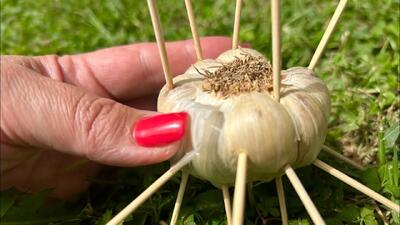 روشی طبیعی برای کاشت سیر / با ۱ حبه سیر و خلال دندان سیر بکارید