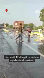 ببینید؛ واژگونی وانت پر از ماهی در بزرگراه