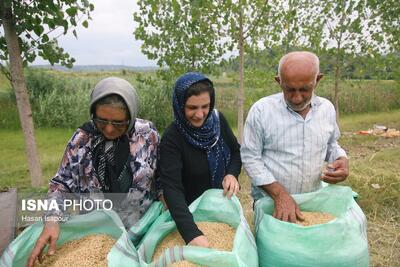 برداشت برنج در ۹۷ درصد شالیزارهای گیلان