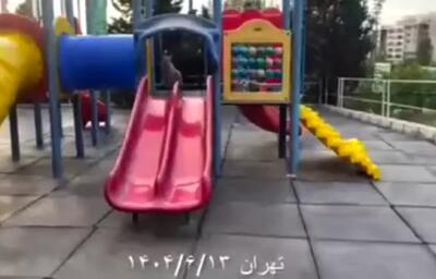 مشاهده روباه در تهران در حال سرسره‌بازی