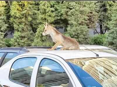 رژه روباه‌ها وسط پایتخت