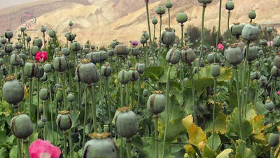 کشت قانونی خشخاش در ایران؛ خطری بالاتر از منفعت!