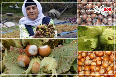 برداشت ۷۰ درصد فندق در باغات گیلان