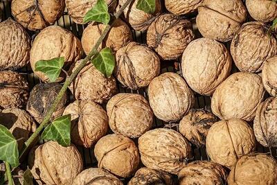 پیش‌بینی برداشت ۵ هزار تن گردو از باغات سلسله
