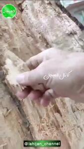 سقوط درخت چنار در خیابان انقلاب لاهیجان / 2 نفر مصدوم شدند