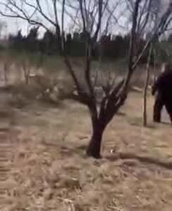فیلم درگیری چند گربه با سگ ژرمن و صاحبش