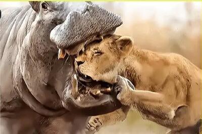 حیات وحش بی رحم؛ اسب آبی کله آقای شیر کرد تو حلقش مثل آدامس جویید