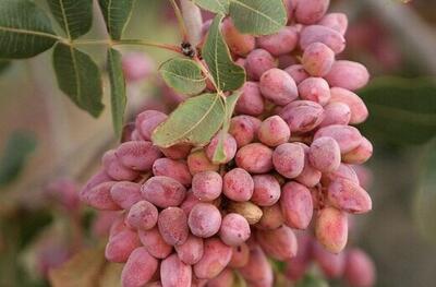 درآمد‌های پسته در مسیر آبادانی و توسعه اقتصادی منطقه به کار گرفته شود
