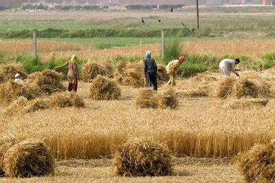 قیمت خرید گندم امروز ۲۱ شهریور ماه در بازار جهانی