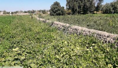 آغاز برداشت لوبیا در چهارمحال و بختیاری