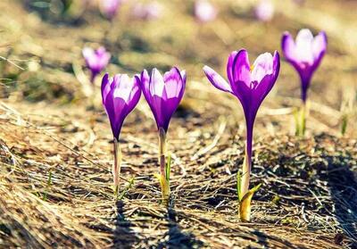 سطح زیر کشت زعفران در آذربایجان غربی به ۷۴ هکتار رسید