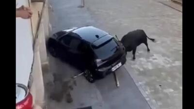 حمله عجیب یک گاو وحشی به خودرو در اسپانیا