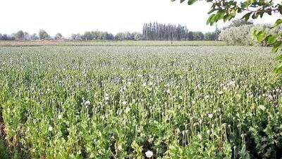 چالش های کشت قانونی خشخاش