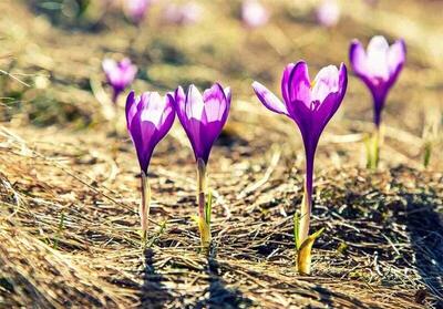 سطح زیر کشت زعفران در آذربایجان غربی به ۷۴ هکتار رسید