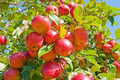 خواص شگفت انگیز میوه خوش عطر تابستانی؛ از درمان معده تا کاهش التهاب بدن