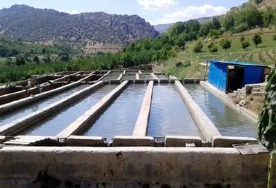قطعی برق بزرگترین مشکل تولید ماهیان سردآبی در اردبیل