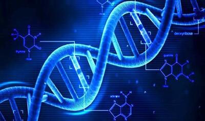 کد ژنتیکی پروانه آبی اطلس رمزگشایی شد!
