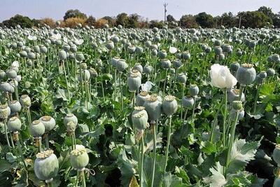 آزادی کشت خشخاش برای مصارف دارویی/ بازگشت به سیاست قبل از خرداد 59
