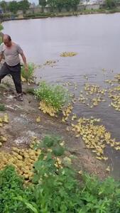فیلم رهاسازی جوجه‌اردک‌ها در زمین کشاورزی